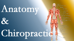 Chiropractic Solutions proudly delivers chiropractic care based on knowledge of anatomy to diagnose and treat spine related pain.