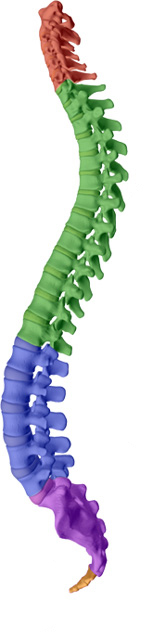 Chiropractic Solutions aims to help maintain or attain a healthy spine with healthy discs with San Jose chiropractic care.
