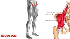 San Jose Back Pain and Iliopsoas Muscle Link