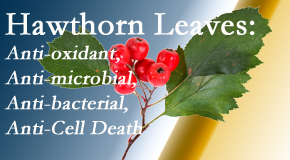 Chiropractic Solutions presents new research regarding the flavonoids of the hawthorn tree leaves’ extract that are antioxidant, antibacterial, antimicrobial and anti-cell death. 