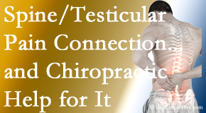 Chiropractic Solutions shares recent research on the connection of testicular pain to the spine and how chiropractic care helps its relief.