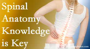Chiropractic Solutions understands spinal anatomy well – a benefit to everyday chiropractic practice!