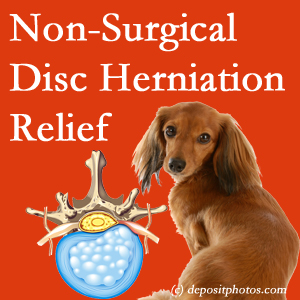 Often, the San Jose disc herniation treatment at Chiropractic Solutions effectively reduces back pain for those with disc herniation. (Veterinarians treat dachshunds’ discs conservatively, too!) 