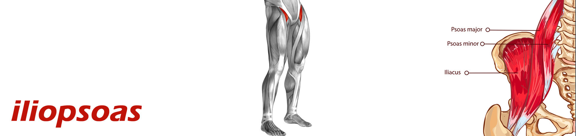 San Jose Back Pain and Iliopsoas Muscle Link