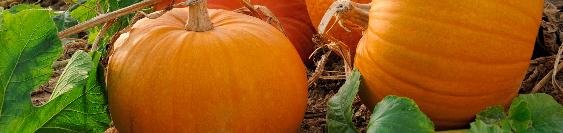 San Jose Pumpkin Leaves’ help for degenerated discs